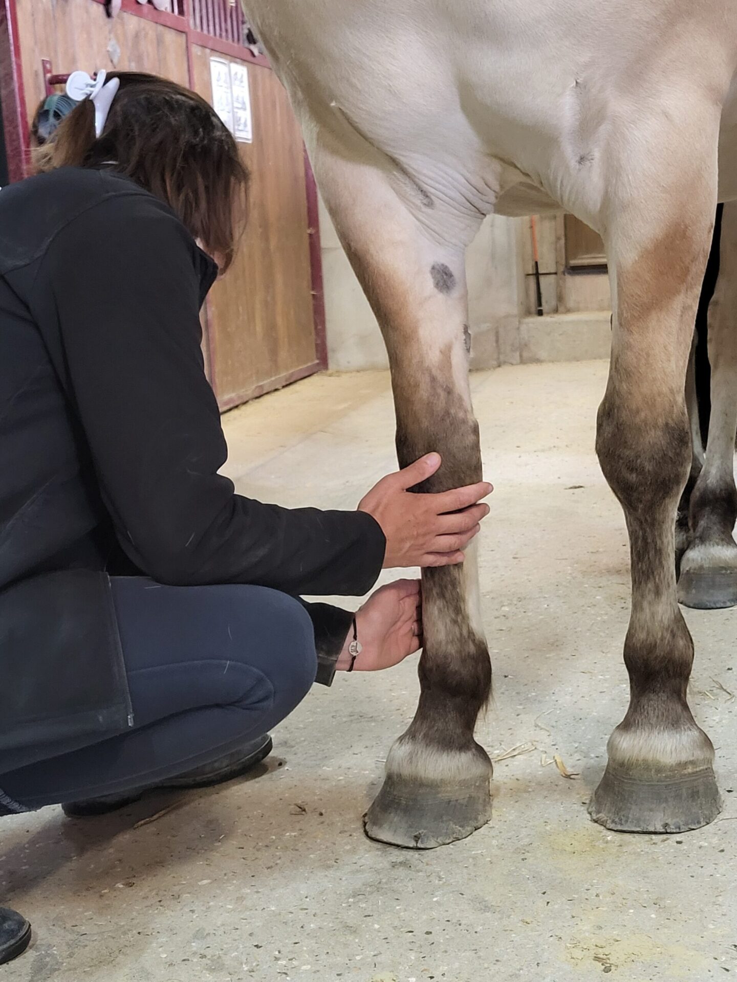 Isabelle, praticienne shiatsu, exerce une accupression sur l'antérieur d'un cheval