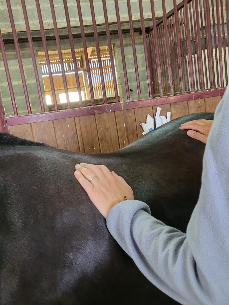 Accupression sur un dos de cheval.