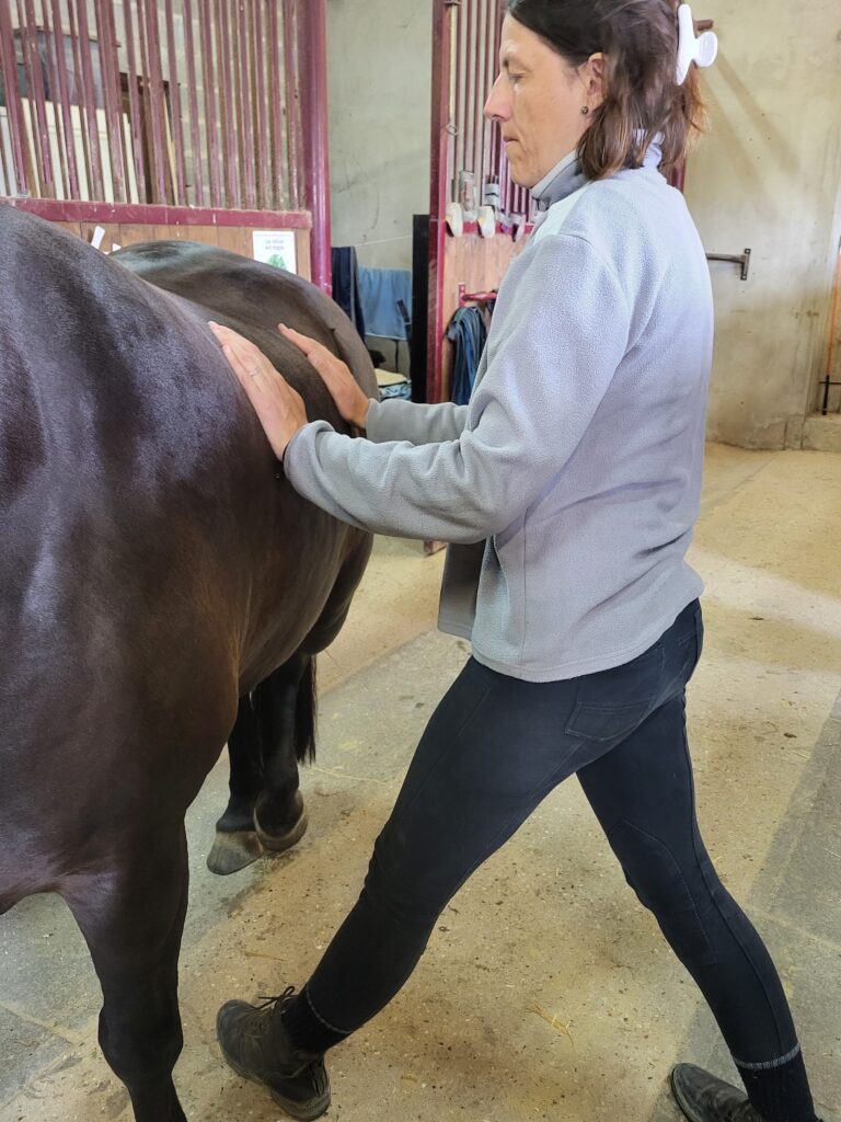 Séance de shiatsu avec un poney.