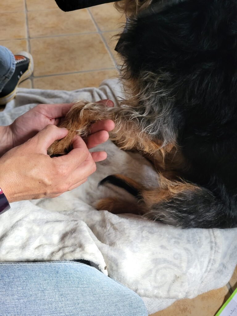 Accupression shiatsu sur une patte de chien.