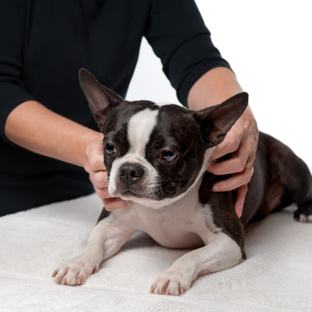 Un petit bouledogue pendant une séance de shiatsu