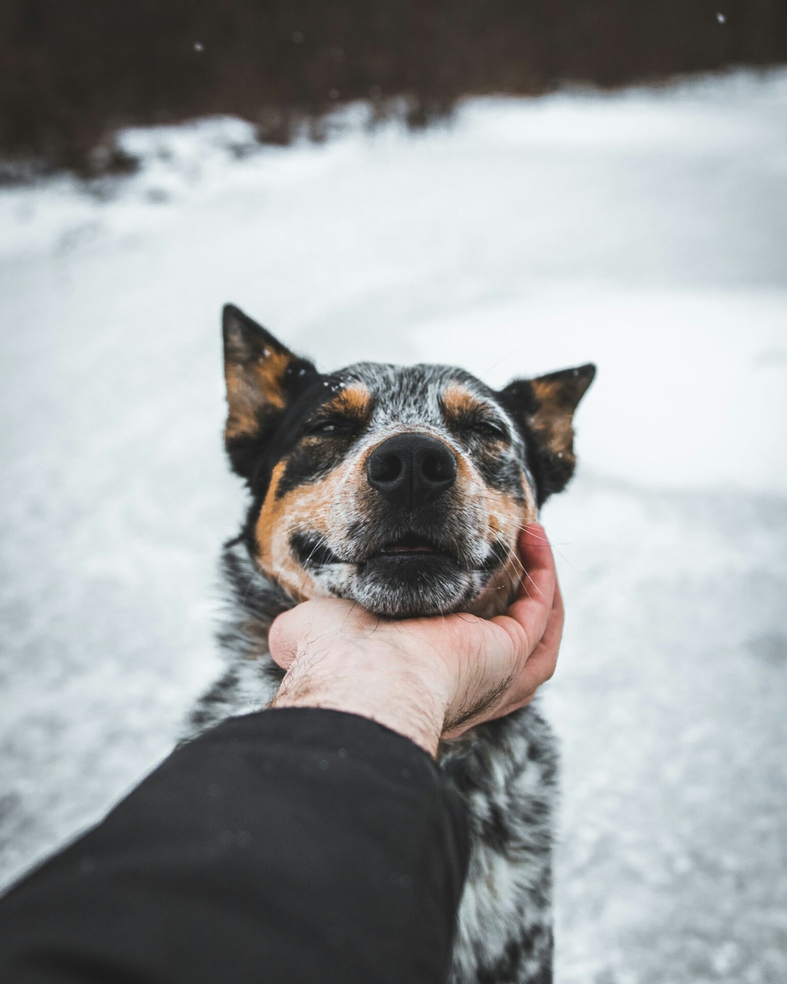 Chien heureux, caressé par son maître