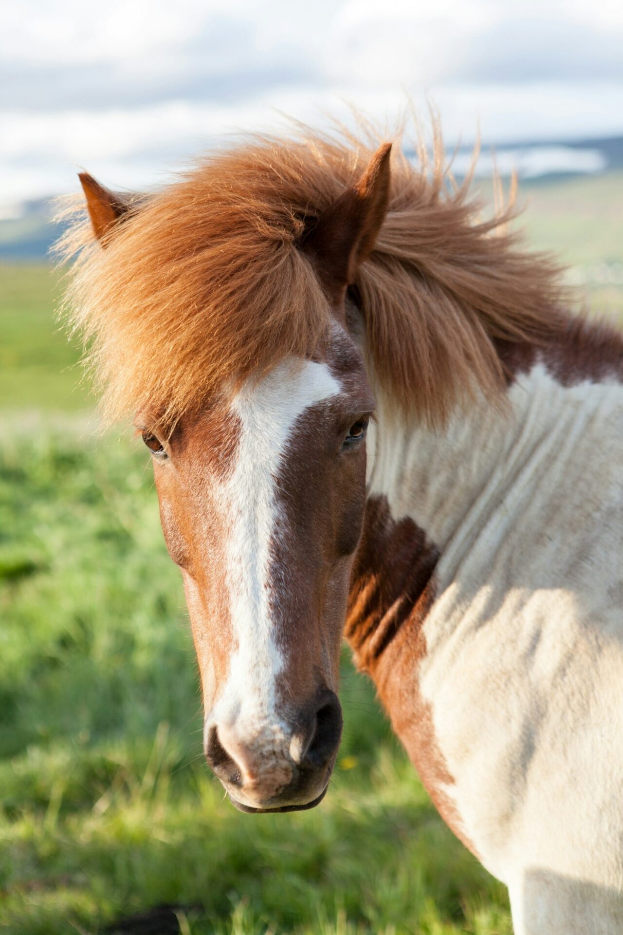 Poney dans un pré