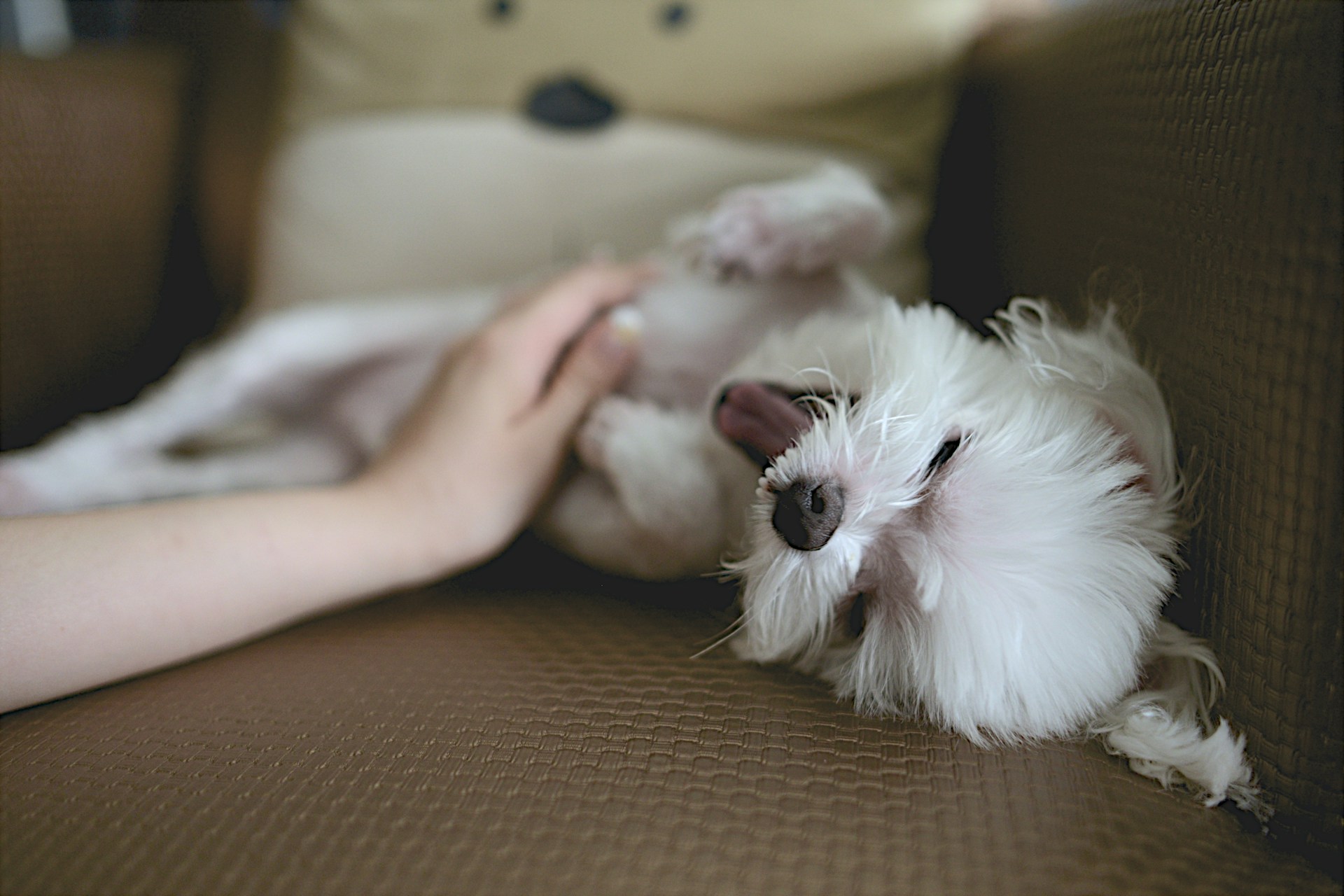 Un chien baille, détendu après une séance de shiatsu